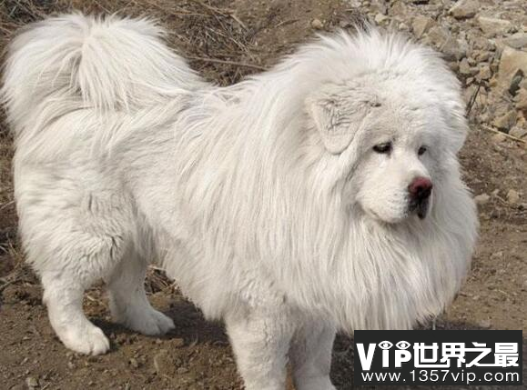 中国禁养名犬，藏獒忠心为何咬死主人