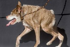世界上最丑的卡西莫多犬，没有脖子奇丑无比