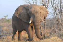 世界上最大的大象，一头非洲象高达13.5吨重