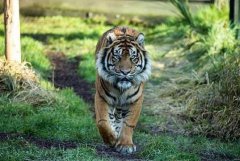 世界上最小的老虎，苏门答腊雄虎体重仅100-150公斤