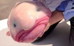 世界上最丑的鱼，水滴鱼浑身都是脂肪