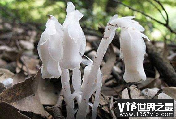 世界上最贵的花，鬼兰市价上百万