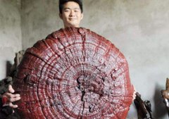 世界上最大的灵芝现身萍乡，重达55.5公斤