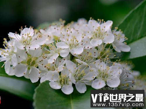 石楠花为什么叫最污花