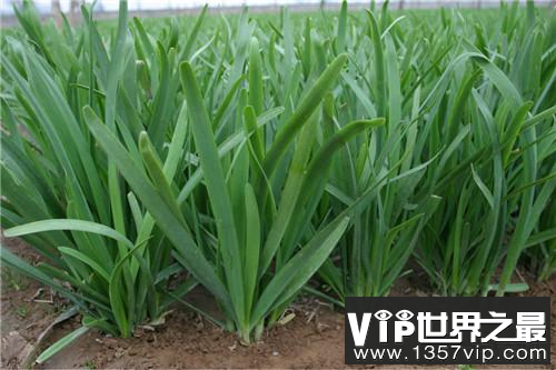 韭菜禁忌人群有哪些 韭菜的好处有哪些 