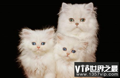 世界上最小的猫种是茶杯猫是病猫