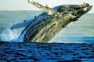 世界上最大的三种鲸鱼：蓝鲸最大