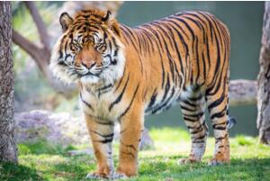 世界上最小的老虎:苏门答腊虎 体重仅为东北虎的三分之一