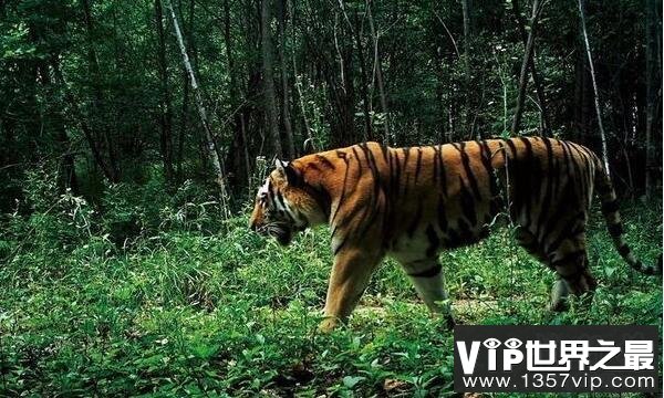世界上最大的老虎:东北虎 体重350千克可秒杀非洲狮