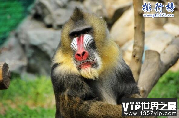 世界上最好看的猴子:山魈,面部色彩鲜艳图案似京剧脸谱