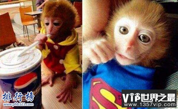 世界上最可爱的猴子:日本袖珍石猴,最大不超过可乐瓶