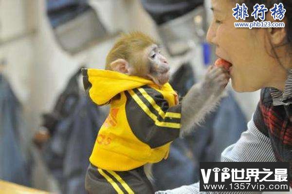 世界上最可爱的猴子:日本袖珍石猴,最大不超过可乐瓶