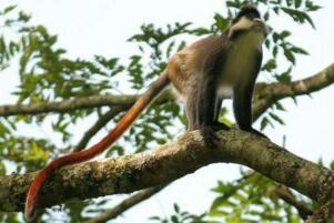 世界上尾巴最长的猴子:狄安娜长尾猴,尾巴可长达75厘米
