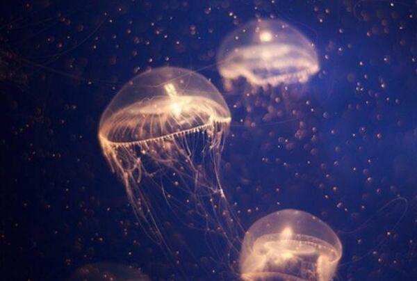 地球唯一不死的生物：灯塔水母不断的返老还童达到永生