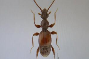 全球昆虫新物种：双斑粗角步甲一员 可喷60℃高温化学物质