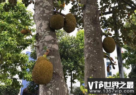 世界上最大的水果——菠萝蜜