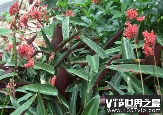 微信截图_20200106102307.png