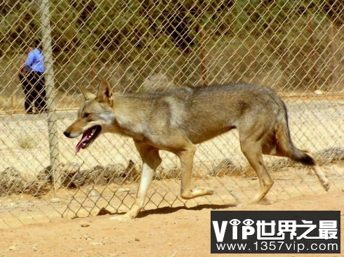 世界上体型最小的狼阿拉伯狼时速可达65公里