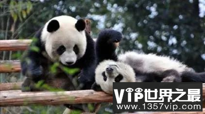 世界上最笨的动物是什么动物 国宝熊猫上榜