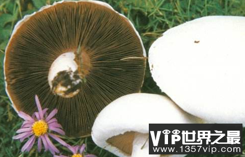 你敢吃这么大的蘑菇吗？