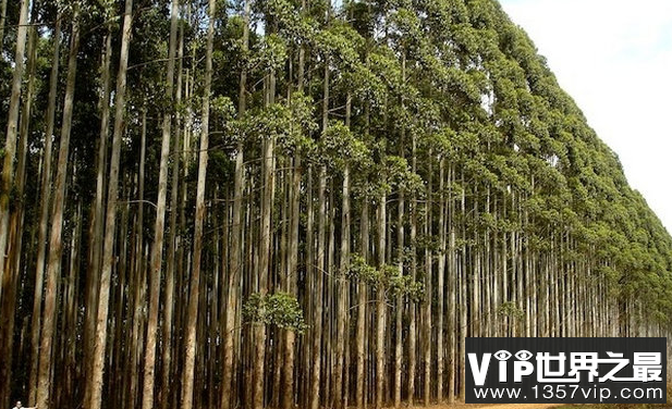 世界上生长最快的杨树每年可以生长10英尺