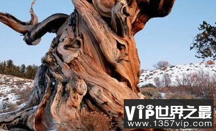 最古老的树,老吉诃德,活了9500年