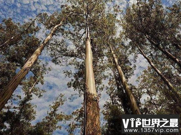世界上最高的树木是156米高