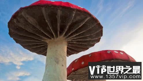 世界上最大的蘑菇，可以活2400年。