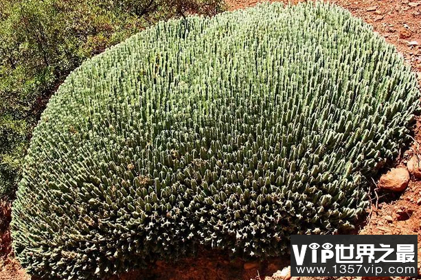 世界上最辣的植物