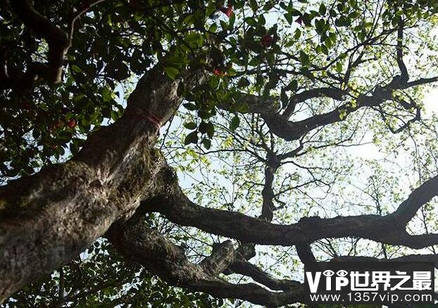 世界上最稀有的树：普陀鹅耳枥