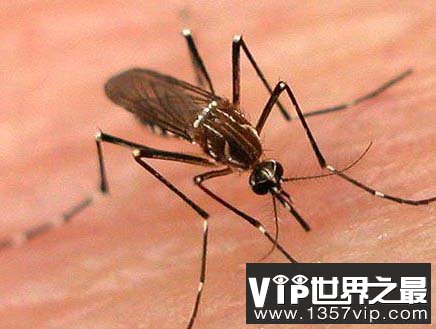 蚊子吸血能把人吸死吗