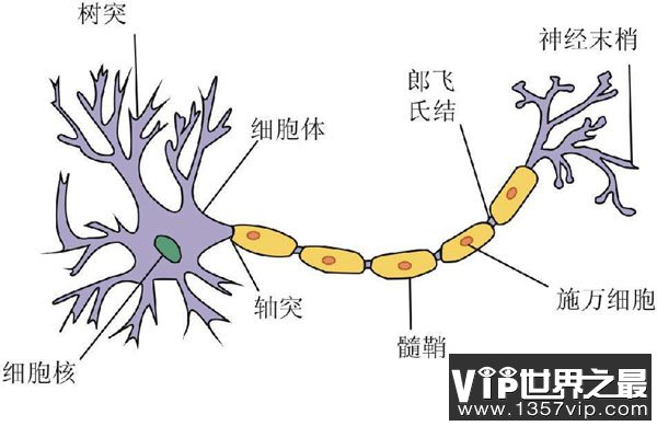 人体细胞都很小吗？细胞最大有一米长！