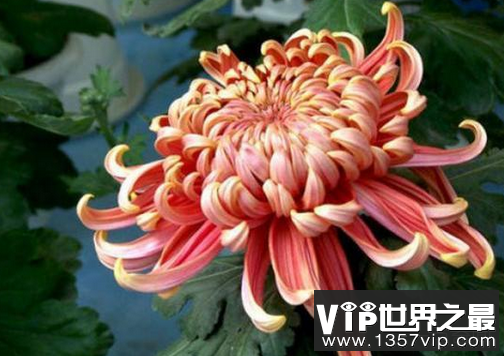 菊花的十个常见品种是什么?