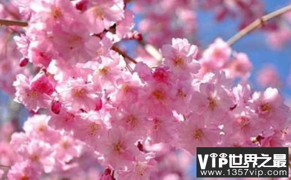 世界上最美丽的10朵日本樱花只能排在最后
