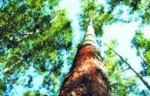 世界上最高的树,澳洲杏仁桉树最高达156米,年耗175吨水