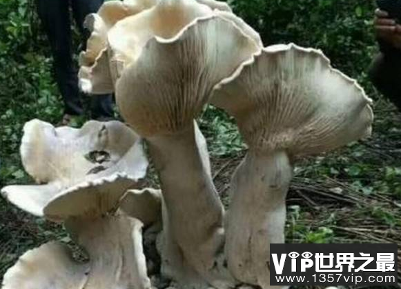 世界上最大的蘑菇重达100斤