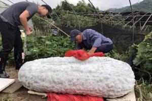 世界上最大的冬瓜，浙江农民种出447.8斤的超大冬瓜