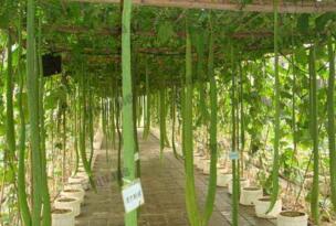 世界上最长的丝瓜，中国4.05米超长丝瓜被写入吉尼斯之中
