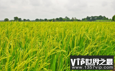 世界上最早种植水稻的是哪国？
