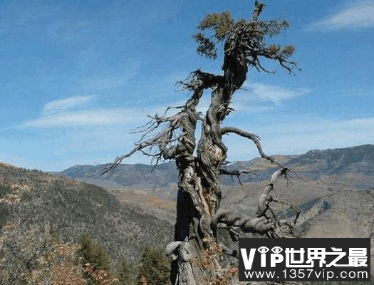 世界上最长寿的树 第一已经9500岁了