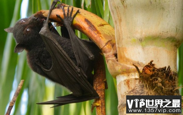 世界上最大的蝙蝠种类，已濒临灭绝
