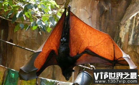 世界上最长的蝙蝠——马来大狐蝠
