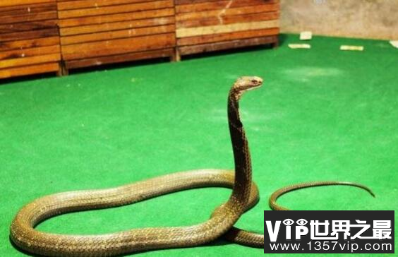世界上体型最大的毒蛇，过山峰