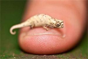 世界上最小的变色龙：迷你到比指甲盖都要小