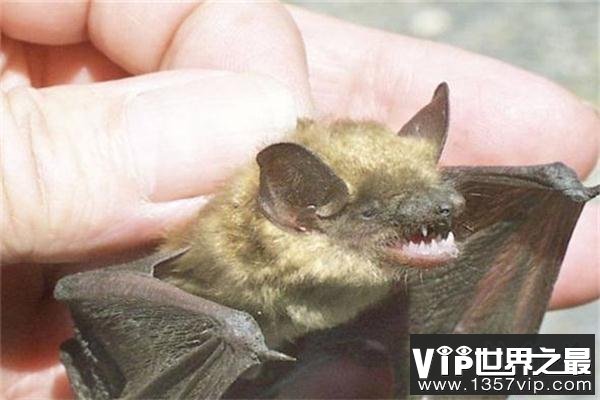 世界上最小的蝙蝠：体长不到3厘米，体重仅2克