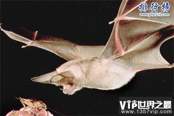 世界上最小的蝙蝠：体长不到3厘米，体重仅2克