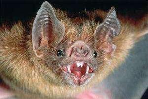 世界上最小的蝙蝠：泰国猪鼻蝠体长不到3厘米,体重仅2克