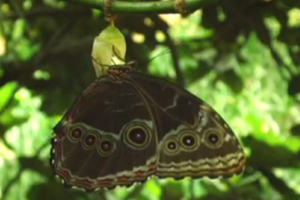 世界上最大的蝴蝶：传说中的蓝默蝶竟是最大的蝴蝶