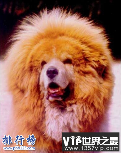 中国藏獒十大獒王排名，中国最有名的藏獒推荐
