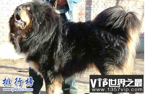 中国藏獒十大獒王排名，中国最有名的藏獒推荐